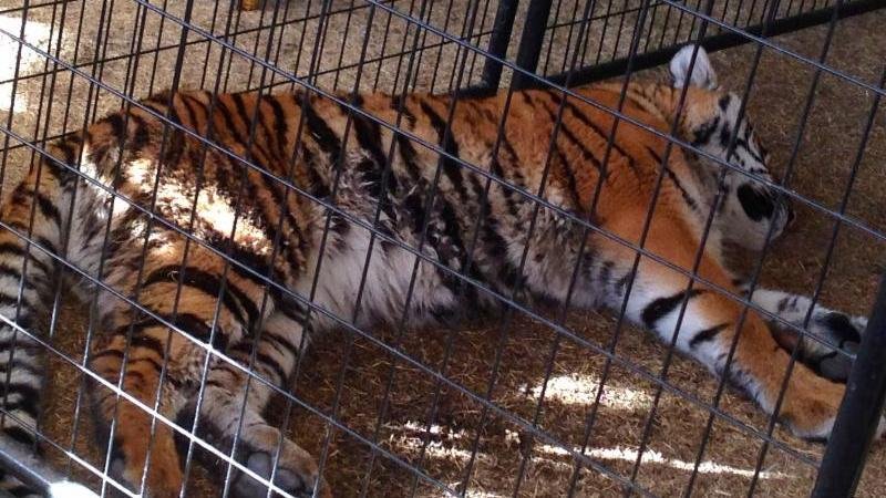 Tiger in cage at 2014 Riverside County Fair