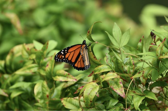 The Monarch Butterfly