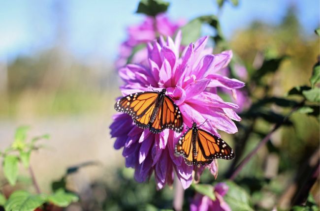 Add These Elements to Your Garden to Attract Monarch Butterflies